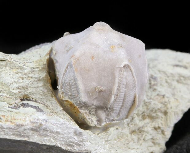 Blastoid (Pentremites) Fossil - Illinois #45023